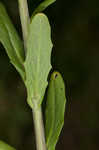 Roadside pennycress 